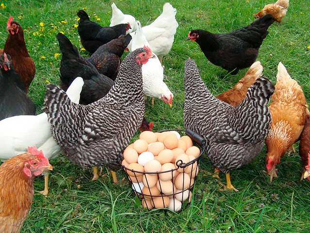 Содержание кур и уход за ними | ЗооТом - продажа, вязка и услуги для животных в Ворсме