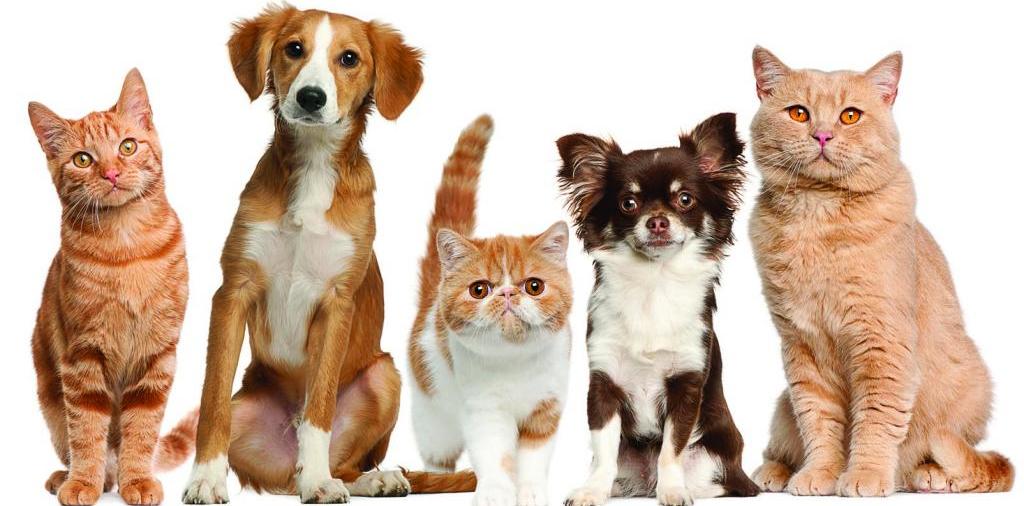 Доска объявлений о животных | ЗооТом - продажа, вязка и услуги для животных в Ворсме