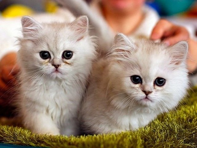 Породы кошек в Ворсме | ЗооТом портал о животных