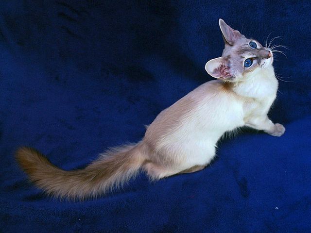 Выведенные породы кошек в Ворсме | ЗооТом портал о животных