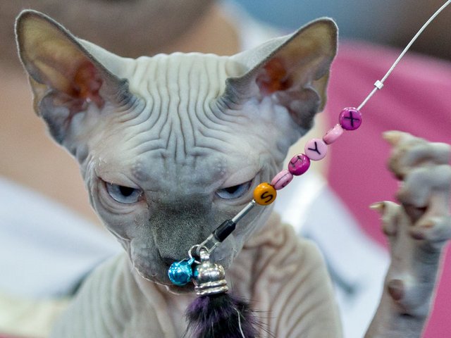 Выставки кошек в Ворсме | ЗооТом портал о животных