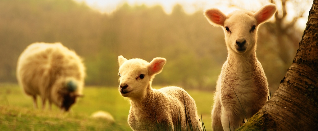 Объявления о сельскохозяйственных животных | ЗооТом - продажа, вязка и услуги для животных в Ворсме