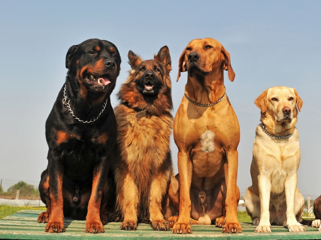 Крупные породы собак в Ворсме | ЗооТом портал о животных